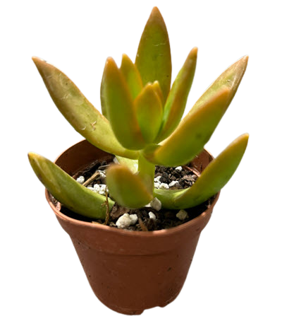 2" Sedum Copper